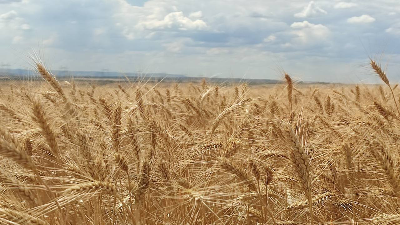 Стартовала уборочная страда.