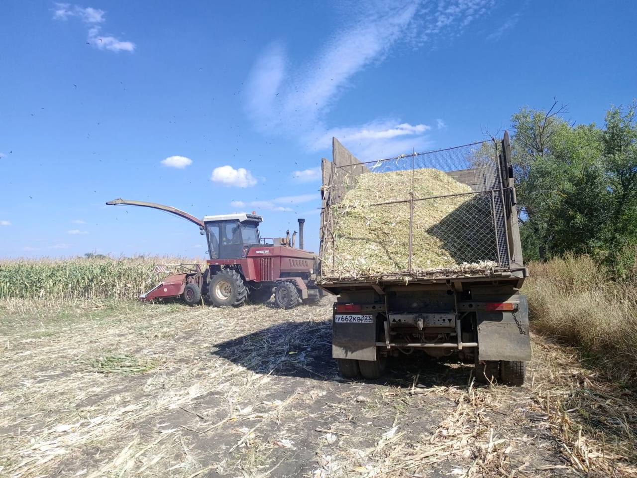 В Андроповском муниципальном округе началась заготовка силоса.