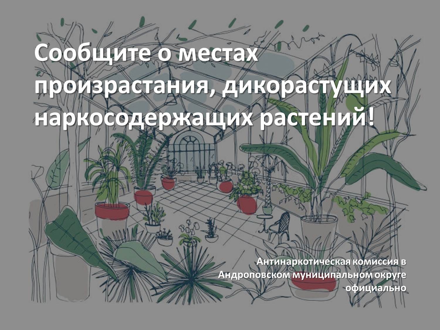 Сообщите о местах произрастания, дикорастущих наркосодержащих растений!.