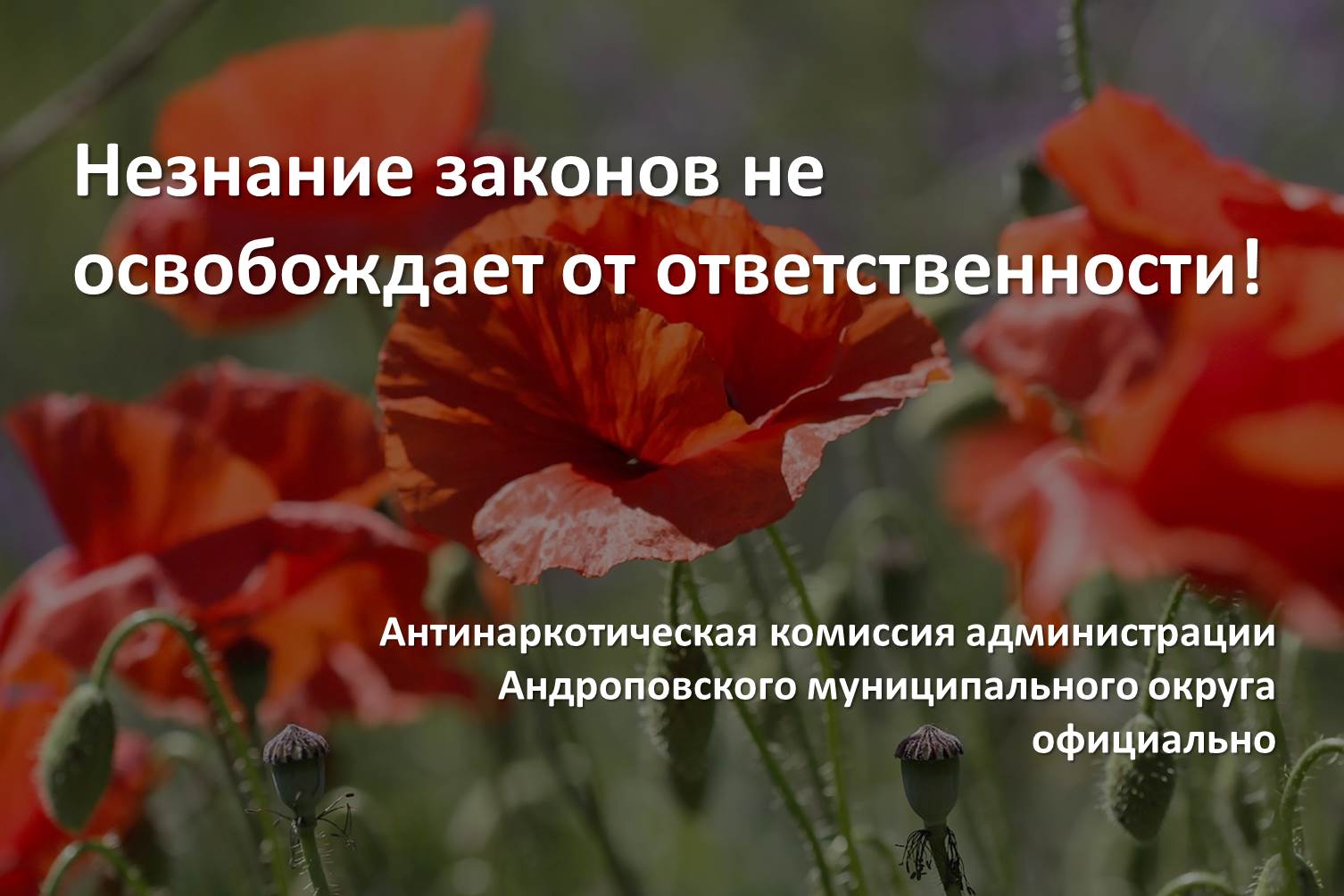 Чтобы не нести ответственность, нужно знать и соблюдать закон!.