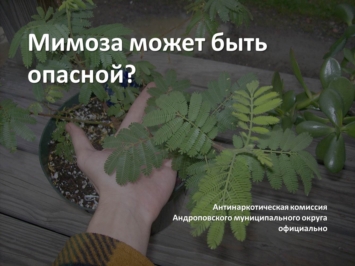 Мимоза может быть опасной?.