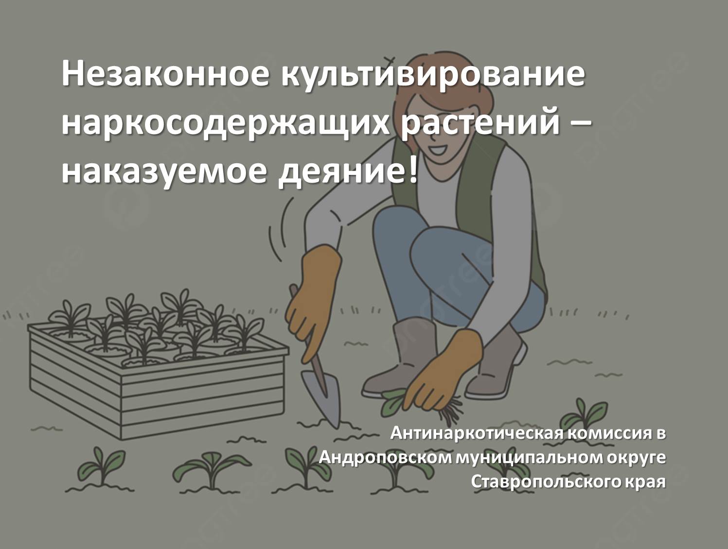 Незаконное культивирование наркосодержащих растений – наказуемое деяние!.