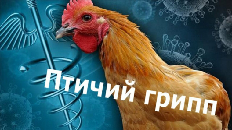 Внимание грипп птиц. Внимание грипп птиц.